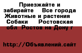 Приезжайте и забирайте. - Все города Животные и растения » Собаки   . Ростовская обл.,Ростов-на-Дону г.